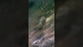 Беркут напал на волчонка и унёс его.
