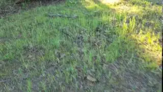 Southern Black Racer (Coluber constrictor  priapus)...Are They Fast?