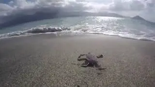Snorkelling from the wild and unhabited Ouenefou island in Moheli National park!