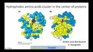 Van der Waals Interactions and Protein Folding