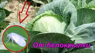 Супер средство для КАПУСТЫ от белокрылки без химии Очень простое средство доступное каждому дачнику