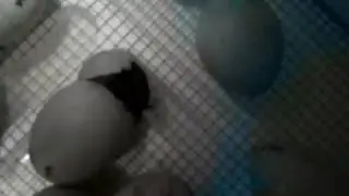 Live video