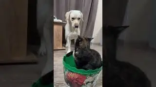 Dogs like to provoke cats