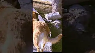 Ankara. It's very hot. Turkish dogs are drinking from the fountain.
