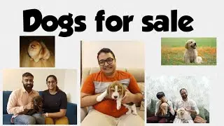 Dogs for sale | Puppies for sale | Dog breeders| Dog kennels | Pet shops | pet shop for dogs | Pets