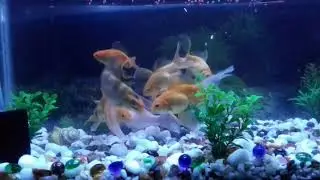 My Aquarium/എൻ്റെ വീട്ടിലെ  അക്വാറിയം