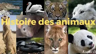 La chaîne Kurai D: Qu'est-ce que c'est?
