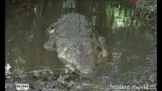Hunting crocodile in Tanzania