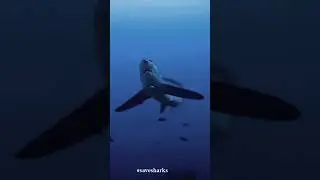 A MONSTER 😱 #shark