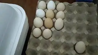 Совмесная инкубация индюшиных и куриных яиц.