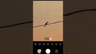 Bird photography on Samsung Galaxy S20 fe 5g 