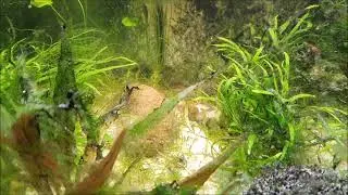 White Aquarium
