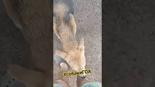 Собаки в ГОА 