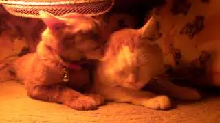 𝟭𝟭𝟬𝟯𝟬𝟱 В Котацу С Чагурой