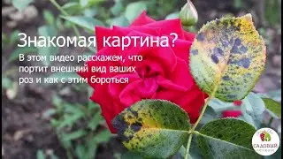ЧТО С МОЕЙ РОЗОЙ? | пятнистость и как вылечить от неё розы