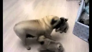 Family funny pug part 2 // Семейка забавных мопсов часть 2