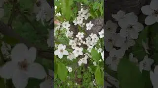Красота- то какая !!! Всё цветёт...