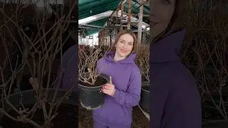 2-3 ЛЕТНИЕ ОБРЕЗКИ