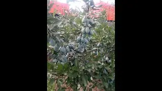 Пару слов по обрезке сливы.