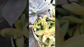#succulents # #newsong #music