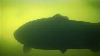 Подводная съемка это просто жесть.Много форели,а ей похер... на все.Как поймать форель.