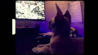 Малыш Сфинкс Смотрит ТВ :-) \\ Little Sphinx cat watching TV