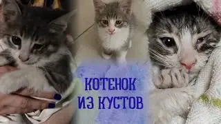 A kitten was taken from the meowing bushes. A new baby.