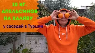 Украли апельсины у соседей и делаем апельсиновый сок в Турции, в Фетхие!
