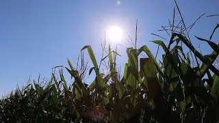 AgweekTV: Corn & Soybean Tour - Northeast SD and Central ND
