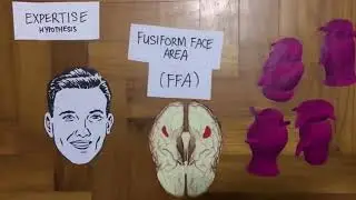 How Do Our Brains Recognize Faces?