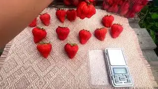 Фенг Сянг😍. Взвешиваем ягоду💓