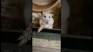 So ein Hamster 