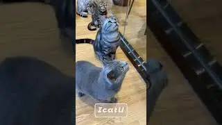 Look at the eyes of these cats looking up one by one
