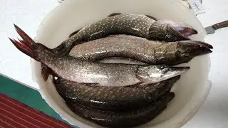 Рыба есть, но трудовая.