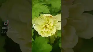 Рушмор Ориноко