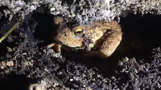 Toad