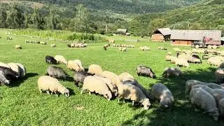 Ве́рхнє Водяне́ — село в Великобичківській селищній громаді Рахівського району Закарпатської області
