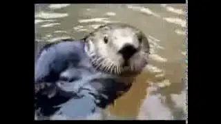 Говорящий тюлень / Talking seal