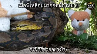 ลุยดิบ EP.139 เมื่อพี่งูเหลือมมากอดน้องหมา จะมีวิธีช่วยเหลืออย่างไร?