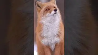 Лисички/ Fox / Lapsa  #fox #лиса #lapsa