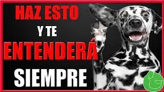 Cómo Entrenar a mi Perro para que me Entienda me Haga Caso y Obedezca (Marcadores de Entreno)