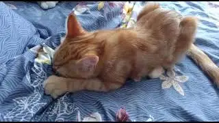 Симбочка. Уже почти пол года, а титю всё ещё ищет🍼😄🥰