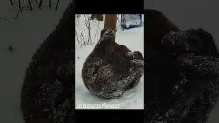 Снежные покатушки/Bear Mansur