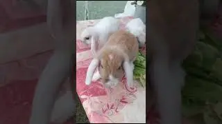 Крольчата породы  каpликовый баpан