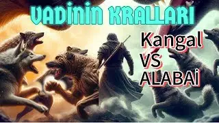 KANGAL VS ALABAI VS KURT  YIKICI KARŞILAŞMA Yerli Kaşif Edit #belgesel #kurt  #kangal  #alabai
