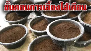 ขั้นตอน การ เลี้ยง ไส้เดือน | คู่มือ ขั้นตอน การ เลี้ยง ไส้เดือน AF | การ เลี้ยง ไส้เดือน ด้วยมูลวัว