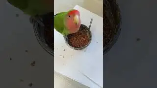Птичка кушает
