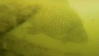 Харабали глазами Нептуна. Подводная съёмка.