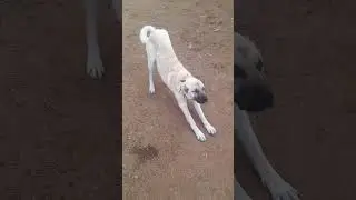 Mr. KONT - KANGAL