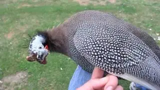 Saviez-vous que les oiseaux sont chatouilleux?